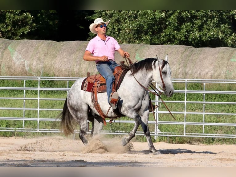 American Quarter Horse Gelding 7 years Gray in Mount Vernon