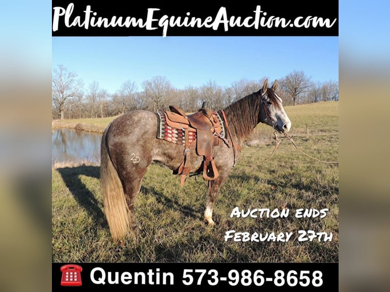 American Quarter Horse Gelding 7 years Gray in Cape Girardweau, MO