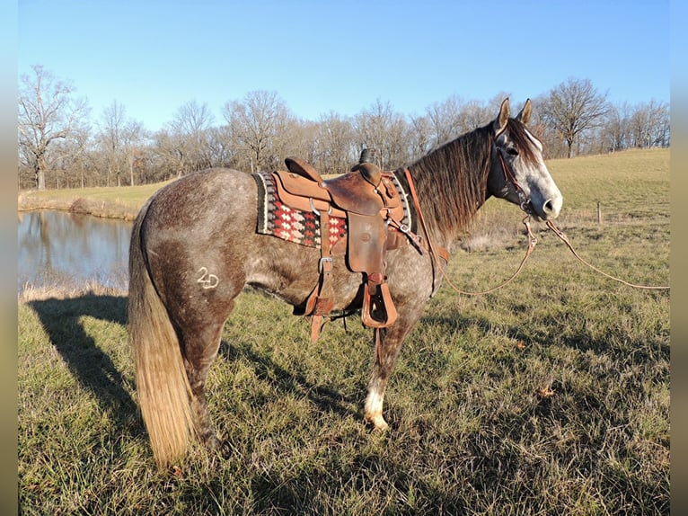 American Quarter Horse Gelding 7 years Gray in Cape Girardweau, MO