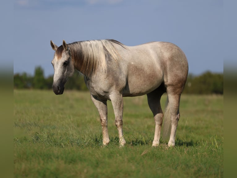 American Quarter Horse Gelding 7 years Grey in Mount Vernon