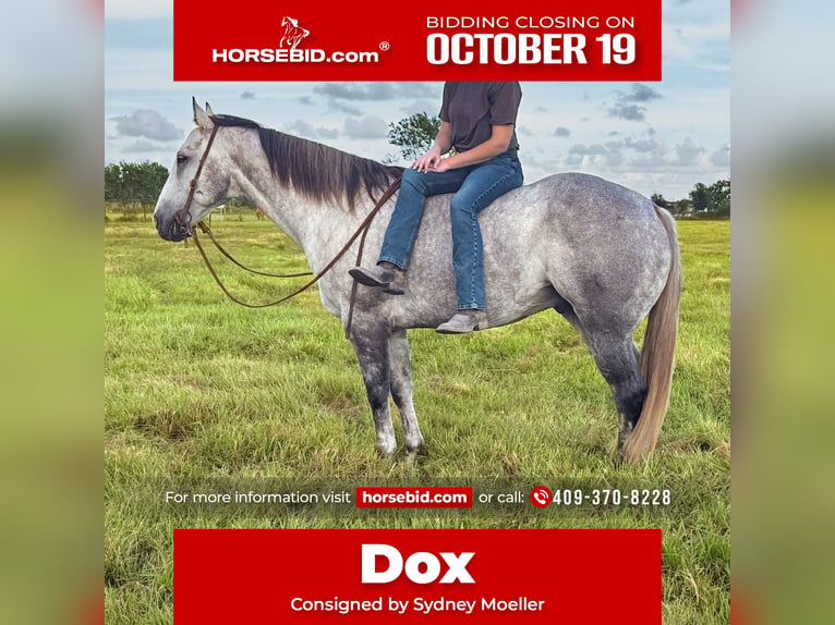 American Quarter Horse Gelding 7 years Grey in Winnie