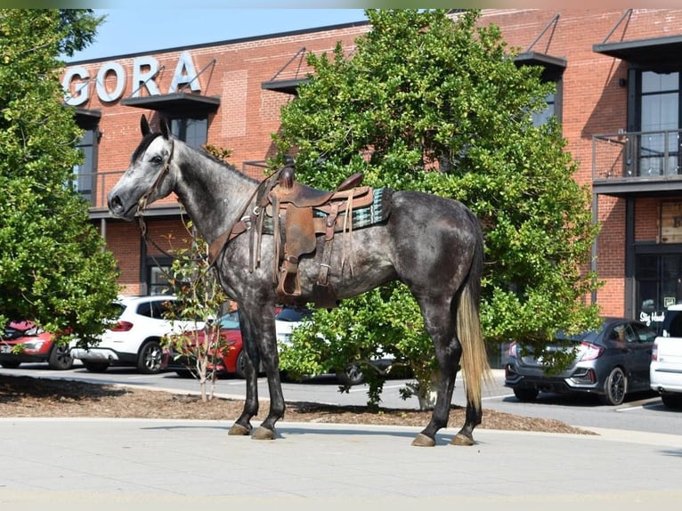 American Quarter Horse Gelding 7 years Grey in Cleveland