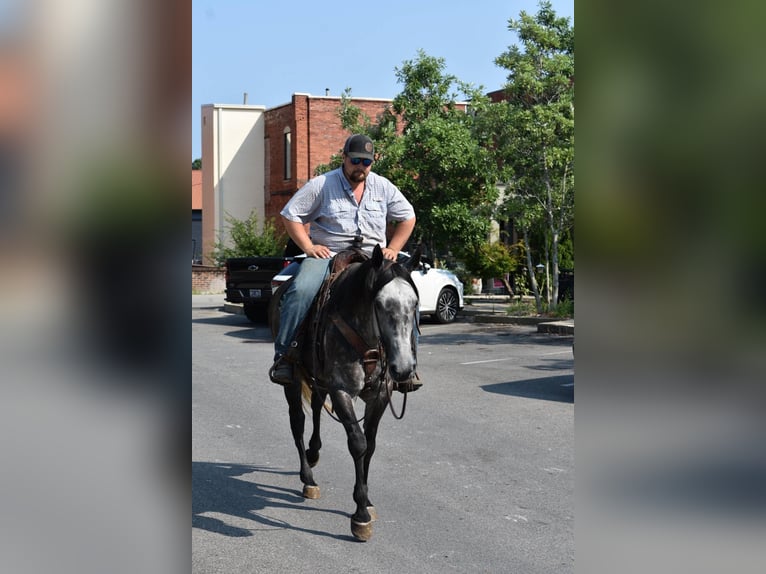 American Quarter Horse Gelding 7 years Grey in Cleveland