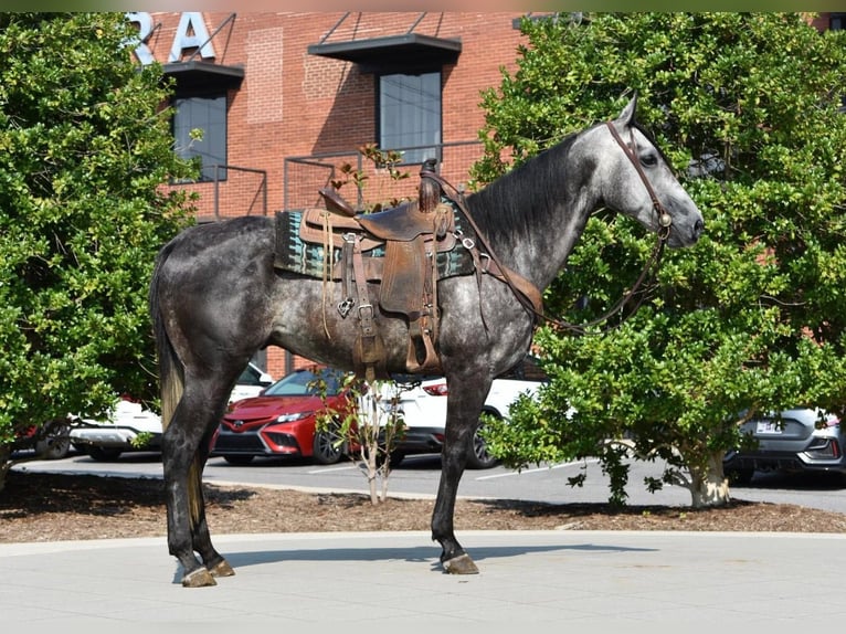 American Quarter Horse Gelding 7 years Grey in Cleveland