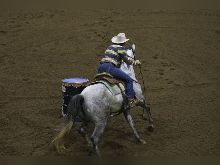 American Quarter Horse Gelding 7 years Grey in Cannon Falls