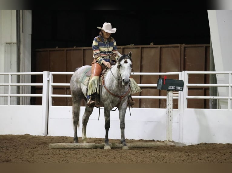American Quarter Horse Gelding 7 years Grey in Cannon Falls