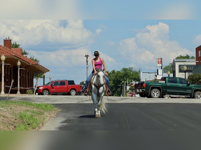 American Quarter Horse Gelding 7 years Grey in Damascus