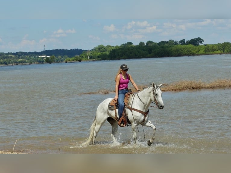 American Quarter Horse Gelding 7 years Grey in Damascus