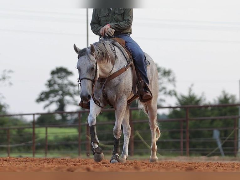 American Quarter Horse Gelding 7 years Grey in Damascus