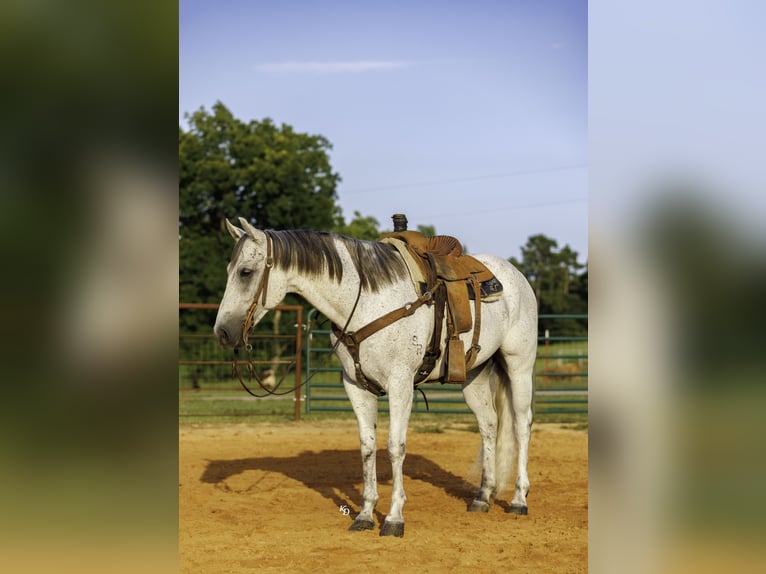 American Quarter Horse Gelding 7 years Grey in Damascus