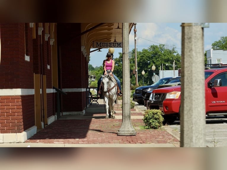 American Quarter Horse Gelding 7 years Grey in Damascus