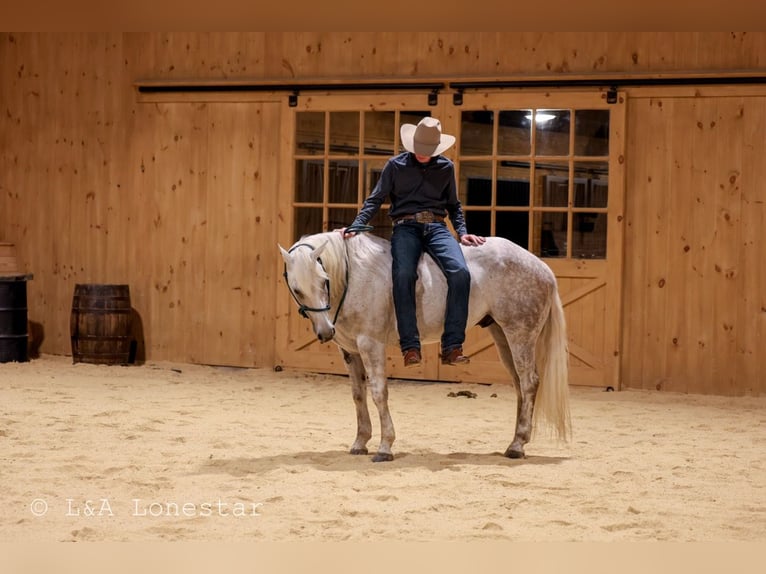 American Quarter Horse Gelding 7 years Grey in Needmore