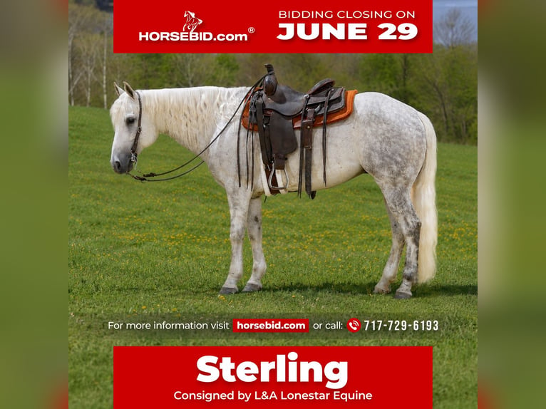 American Quarter Horse Gelding 7 years Grey in Needmore