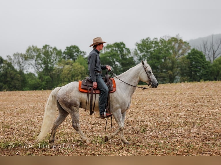 American Quarter Horse Gelding 7 years Grey in Needmore