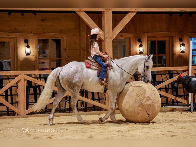 American Quarter Horse Gelding 7 years Grey in Needmore