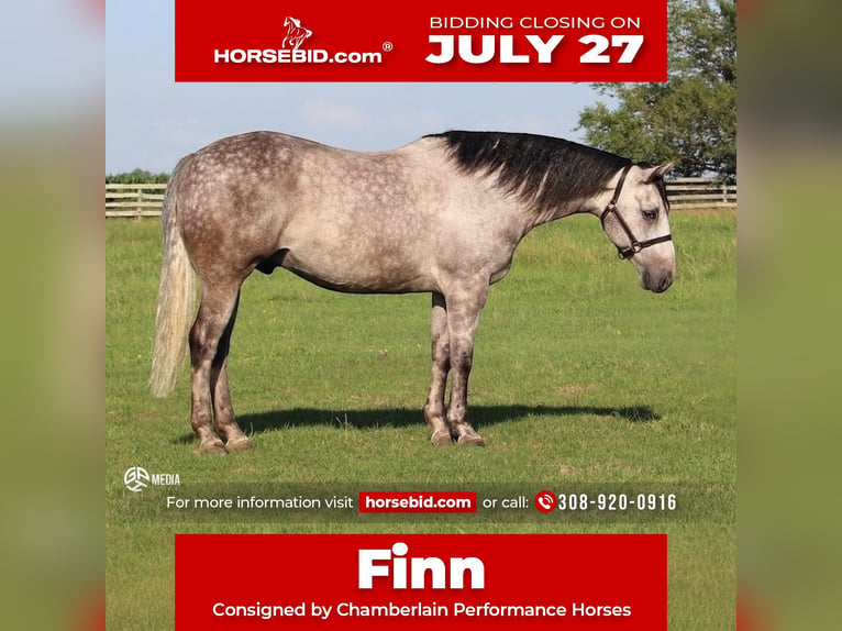 American Quarter Horse Gelding 7 years Grey in Ashland