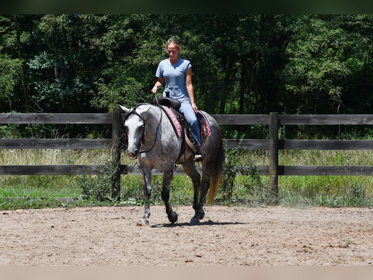 American Quarter Horse Gelding 7 years Grey in Strasburg