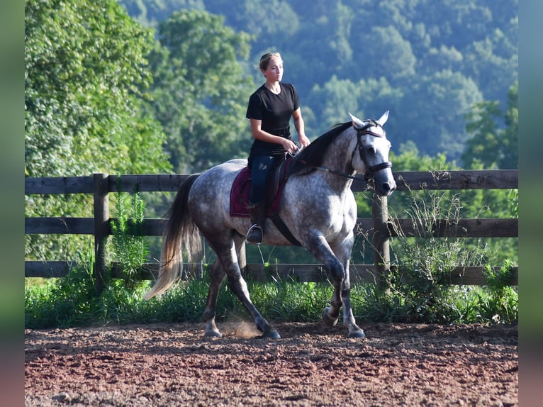 American Quarter Horse Gelding 7 years Grey in Strasburg