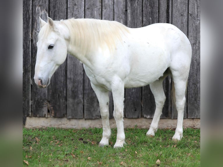 American Quarter Horse Gelding 7 years Grey in Cole Camp MO