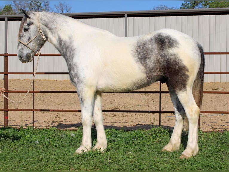 American Quarter Horse Gelding 7 years Grey in rusk tx