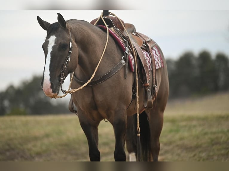 American Quarter Horse Gelding 7 years Grullo in Jackson, OH