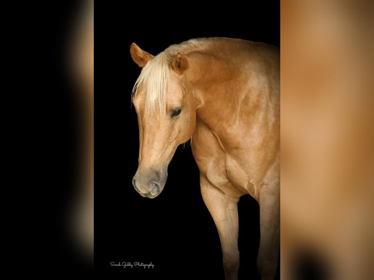 American Quarter Horse Gelding 7 years Palomino in Bellevue, IA