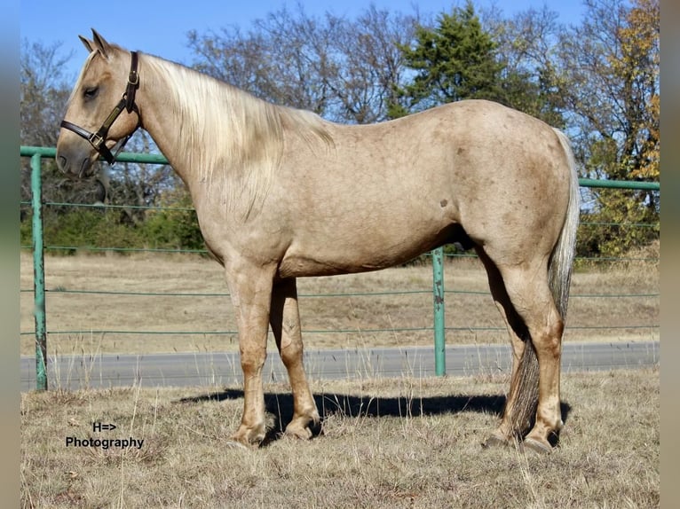 American Quarter Horse Gelding 7 years Palomino in Cushing, OK