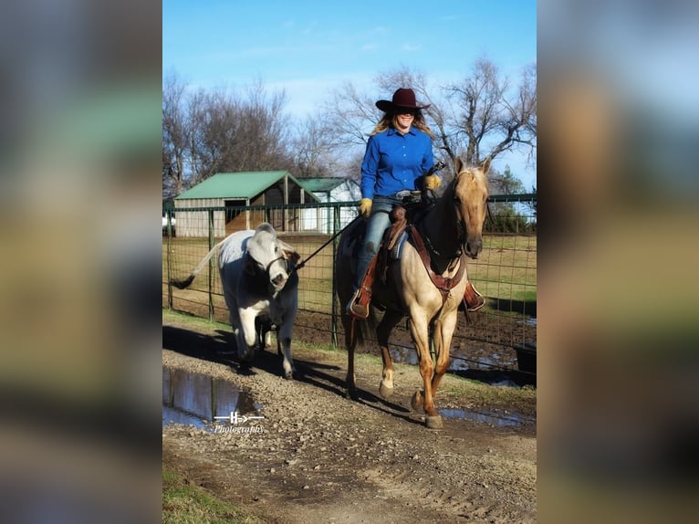 American Quarter Horse Gelding 7 years Palomino in Cushing, OK