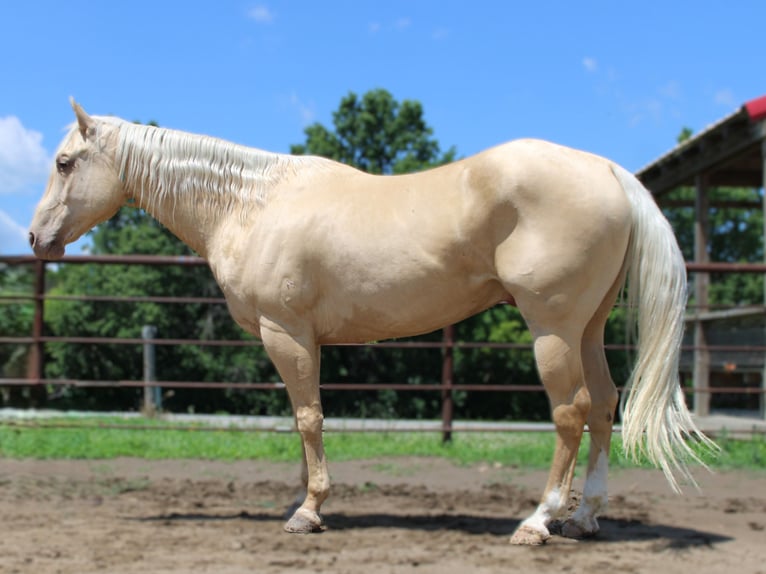 American Quarter Horse Gelding 7 years Palomino in Princeton