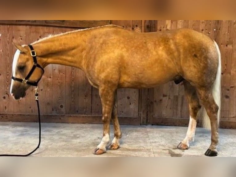 American Quarter Horse Gelding 7 years Palomino in Laghetti