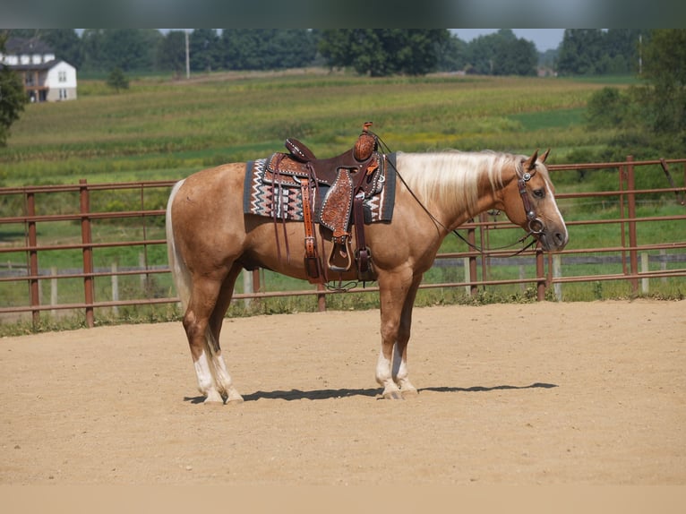 American Quarter Horse Gelding 7 years Palomino in Fresno