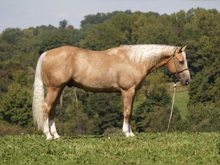American Quarter Horse Gelding 7 years Palomino in Fresno
