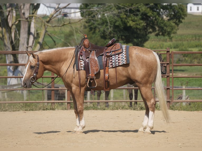 American Quarter Horse Gelding 7 years Palomino in Fresno