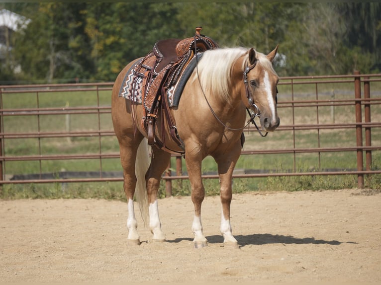 American Quarter Horse Gelding 7 years Palomino in Fresno