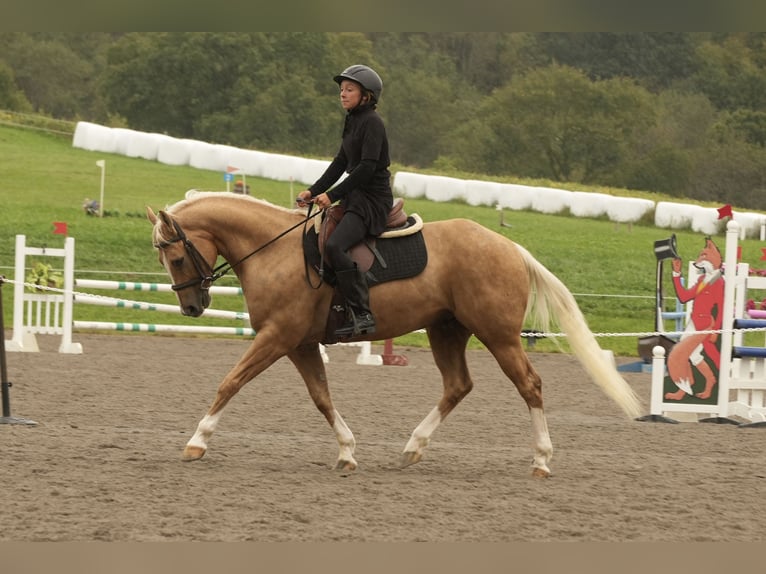 American Quarter Horse Gelding 7 years Palomino in Fresno
