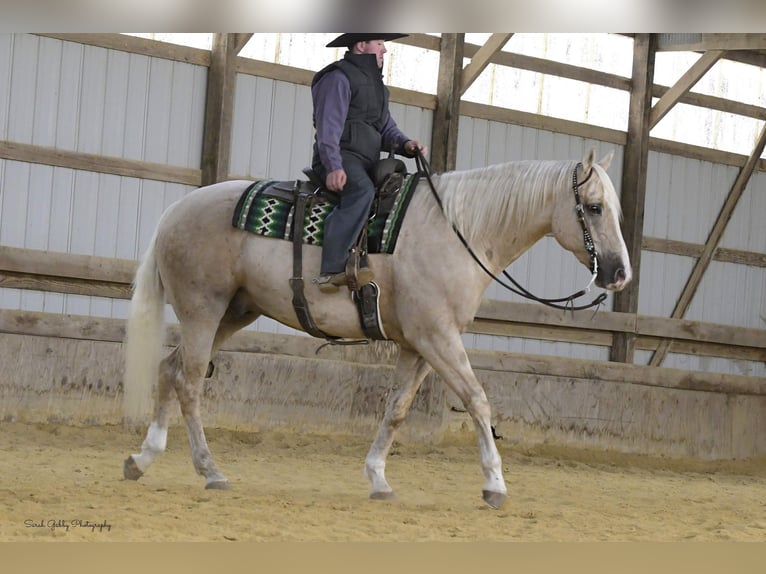 American Quarter Horse Gelding 7 years Palomino in Fairbank IA