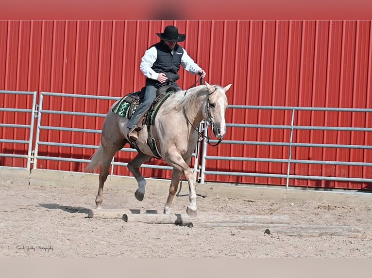 American Quarter Horse Gelding 7 years Palomino in Fairbank IA