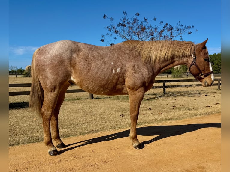 American Quarter Horse Gelding 7 years in Johnston