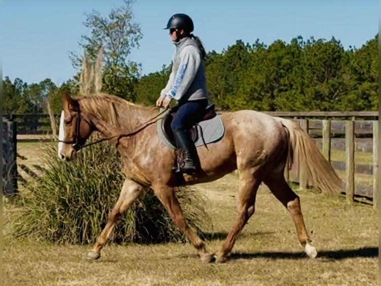 American Quarter Horse Gelding 7 years in Johnston
