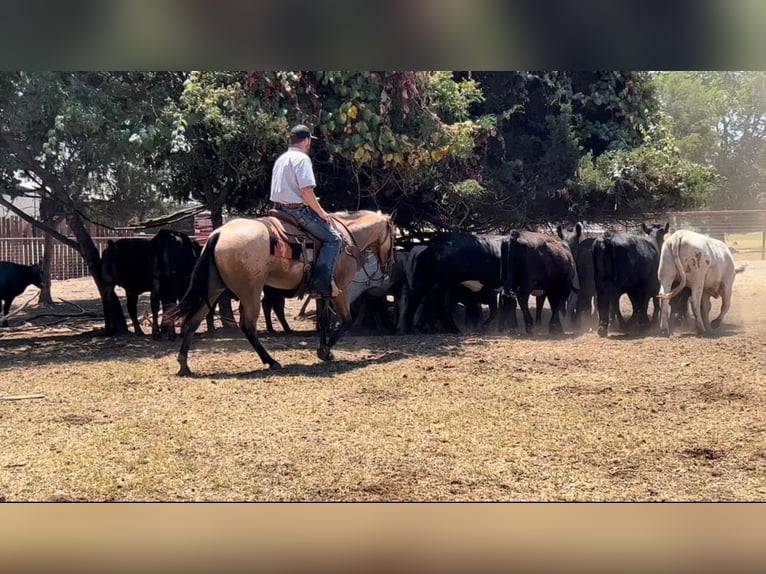 American Quarter Horse Gelding 7 years in Joshua Tx