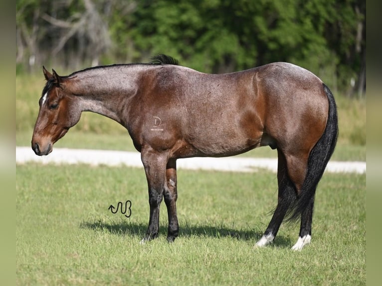 American Quarter Horse Gelding 7 years Roan-Bay in Mount Vernon