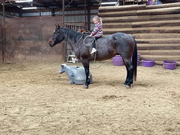 American Quarter Horse Gelding 7 years Roan-Bay in Canyon, TX