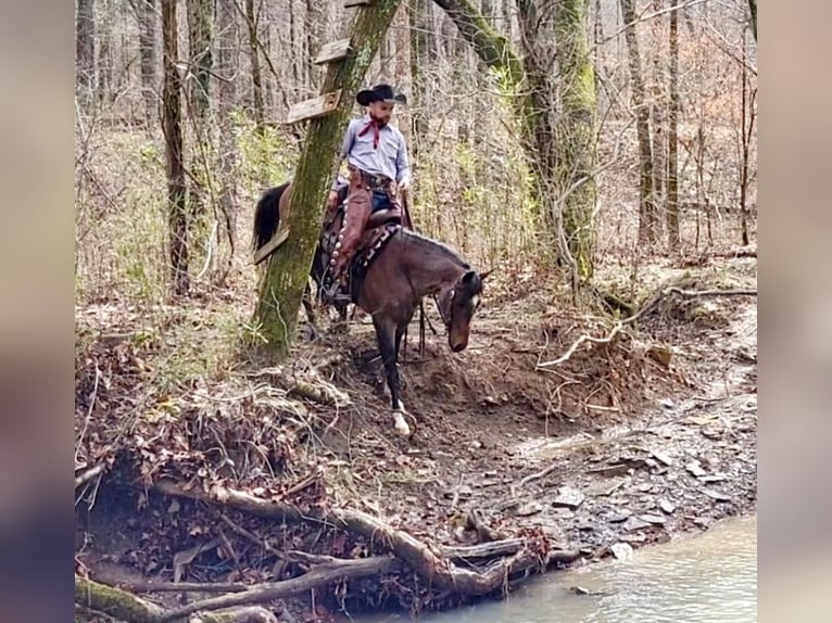 American Quarter Horse Gelding 7 years Roan-Bay in Robards, KY