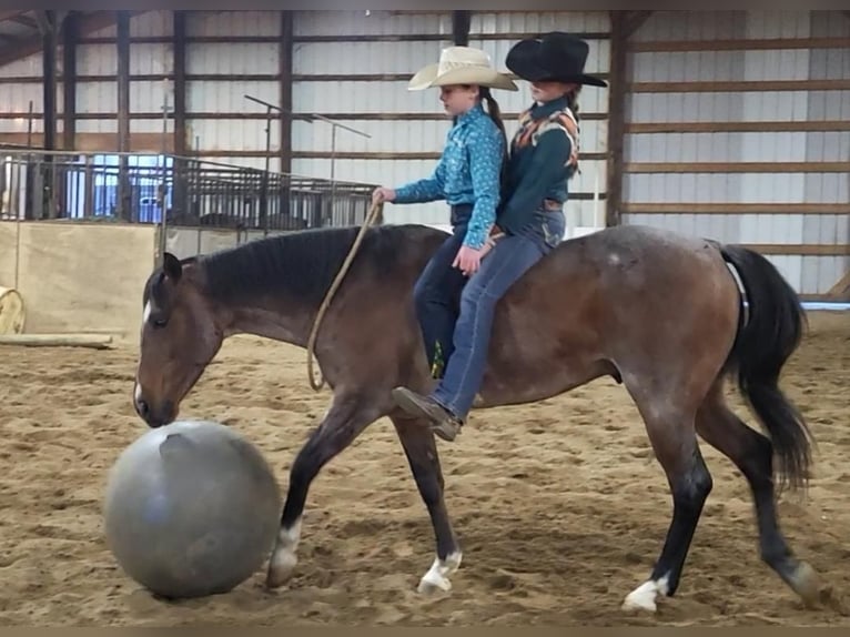American Quarter Horse Gelding 7 years Roan-Bay in Robards, KY