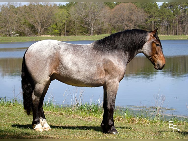 American Quarter Horse Gelding 7 years Roan-Bay in Mt grove MO