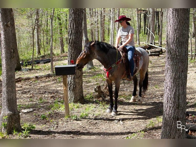 American Quarter Horse Gelding 7 years Roan-Bay in Mt grove MO