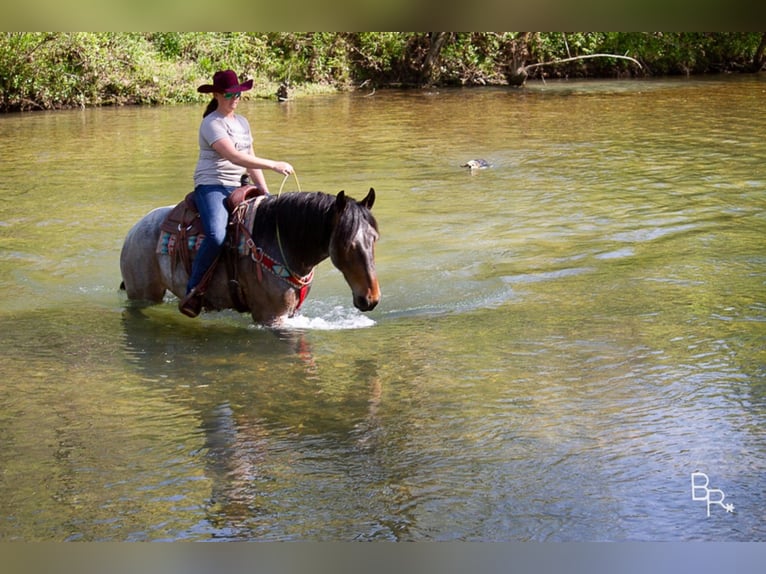 American Quarter Horse Gelding 7 years Roan-Bay in Mt grove MO