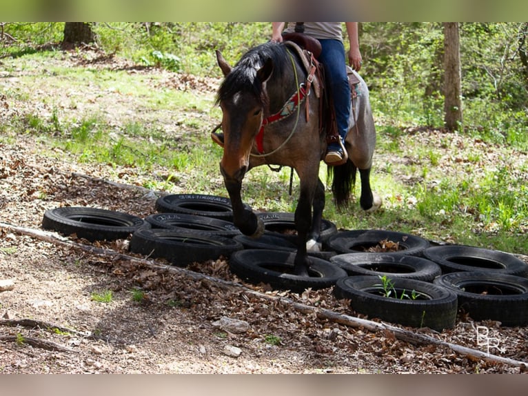 American Quarter Horse Gelding 7 years Roan-Bay in Mt grove MO