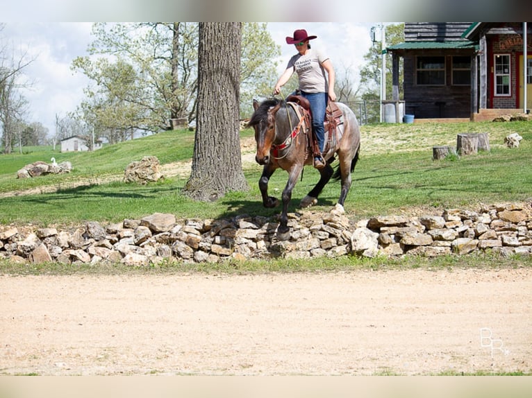 American Quarter Horse Gelding 7 years Roan-Bay in Mt grove MO