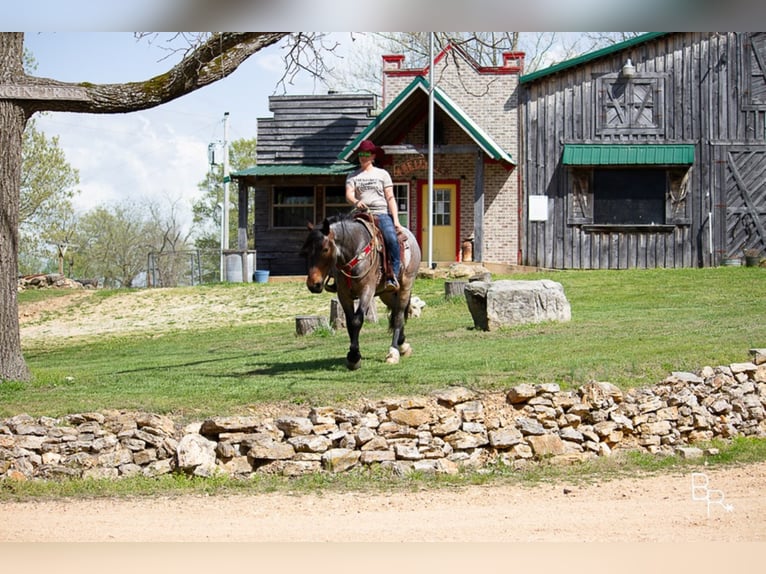 American Quarter Horse Gelding 7 years Roan-Bay in Mt grove MO